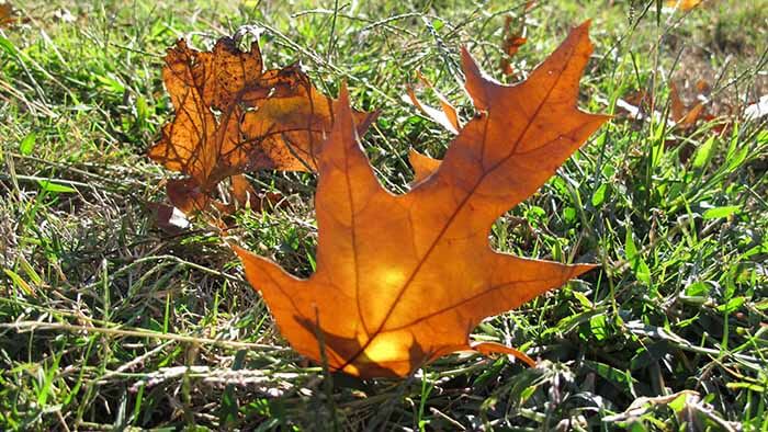 A fall leaf sticking up in the grass with sunlight illuminating it