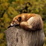 Sleepy fox on a stump